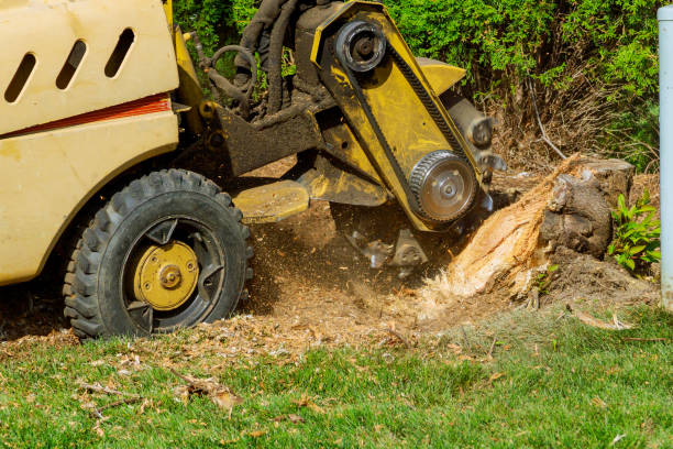 Best Tree Cutting Near Me  in USA